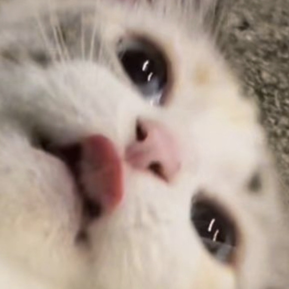 Meet your posher - Picture 8 of 12